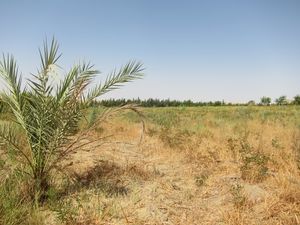 Crop Cultivation in Desert.jpg