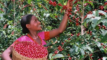 Red Cherry Picking (c) Powering Agriculture