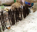 Dung dried on sticks in Bangladesh.jpg